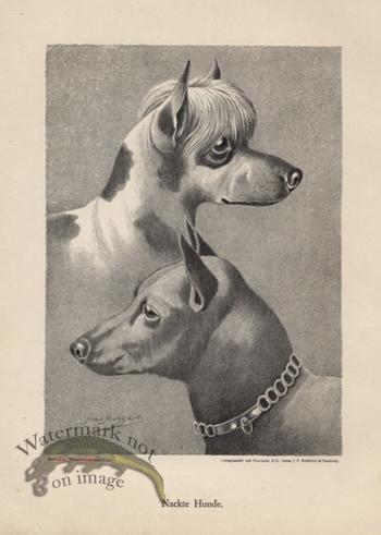 1890s Dogs 10